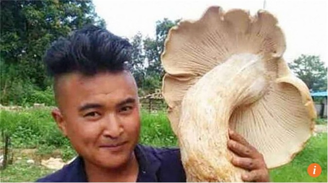 Trung Quốc: Phát hiện nấm lạ khổng lồ