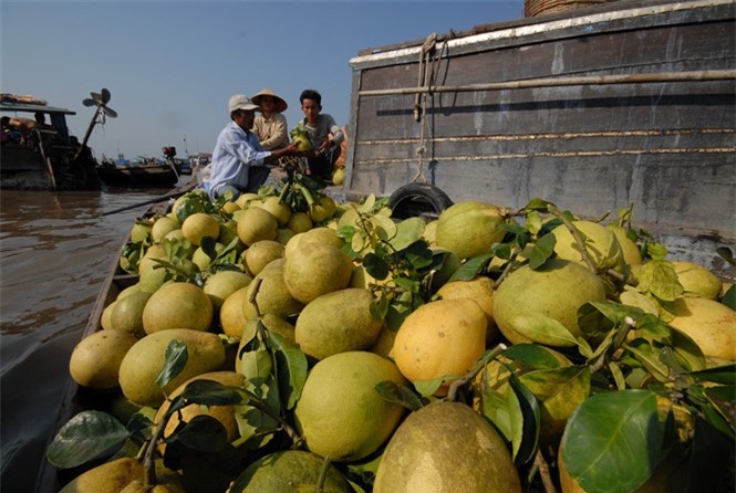 Doanh nghiệp Việt bị lừa đảo khi xuất khẩu trái cây sang Dubai