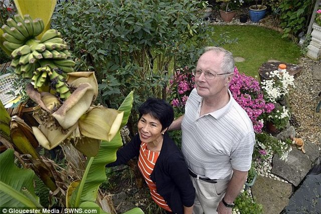 Độc đáo: Cây chuối lần đầu ra quả sau tận... 20 năm