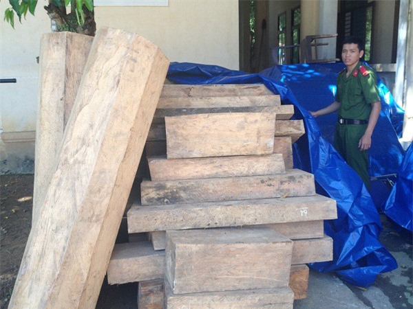 Phá rừng ở Quảng Nam: 60 cây pơ mu bị "đốn hạ" trong 1 tháng?