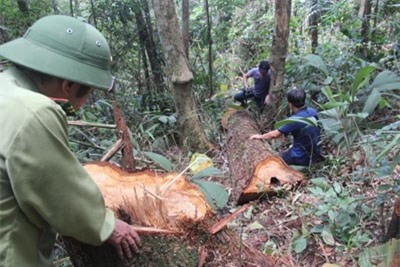 Vụ phá rừng pơ mu ở Quảng Nam: Tình tiết chấn động