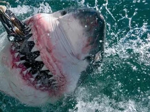 Cận cảnh con cá mập "khủng" nhất hành tinh