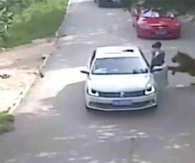 Trung Quốc: Nữ du khách bị hổ vồ đến chết trong công viên