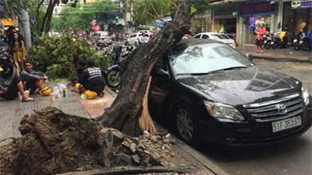 Cây cổ thụ bật gốc chắn ngang đường đè bẹp xế hộp 4 chỗ