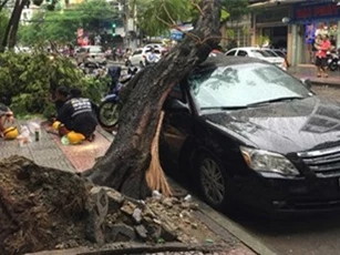 Cây cổ thụ bật gốc chắn ngang đường đè bẹp xế hộp 4 chỗ