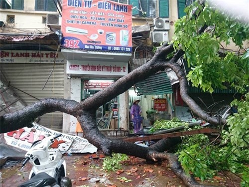Bão số 1 càn quét Hà Nội, cây cối đổ như ngả rạ