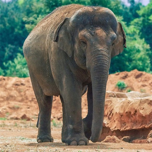 Bé gái 7 tuổi bị voi trong sở thú ném đá tử vong 