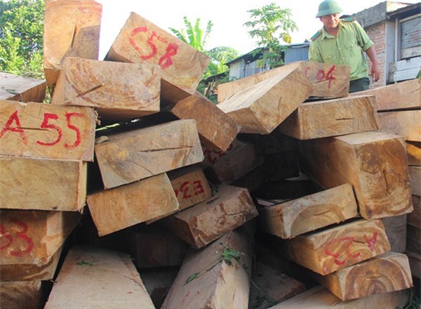 Ủy ban Kiểm tra Tỉnh ủy Quảng Nam vào cuộc vụ phá rừng pơ mu