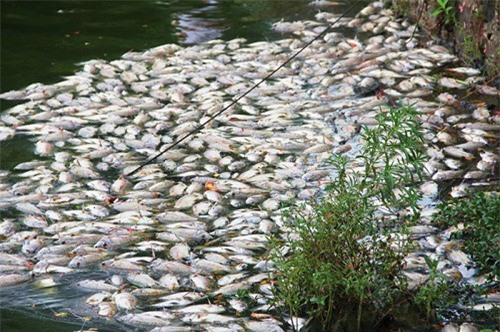 Hơn 1 tấn cá chết trắng mặt hồ Công viên 29/3 ở Đà Nẵng