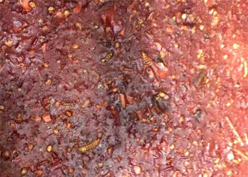 Bình Dương: Kinh hãi dòi bò lúc nhúc trong 7 tấn tương ớt