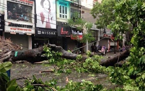 Hà Nội: Hé lộ nguyên nhân cây xanh đổ gẫy sau bão số 1