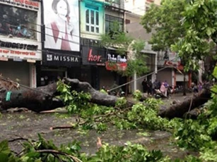 Hà Nội: Hé lộ nguyên nhân cây xanh đổ gẫy sau bão số 1