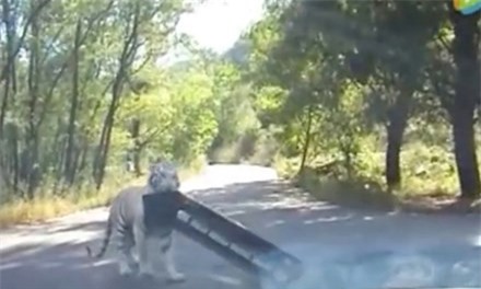 Hốt hoảng chứng kiến hổ "điên" giật mui xe ô tô của du khách