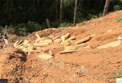 Quảng Nam: Phát hiện thêm 176 phách pơ mu trong rừng