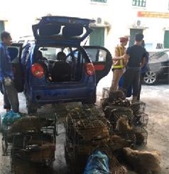 Quảng Ninh: Cảnh sát giao thông chặn buôn lậu cầy giông