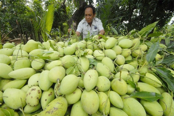 Để vào Mỹ, xoài Việt phải làm gì?