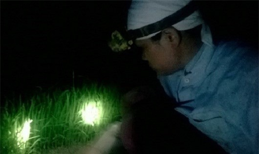 Hà Nội: Quá nắng nóng, nông dân nửa đêm nhổ mạ.