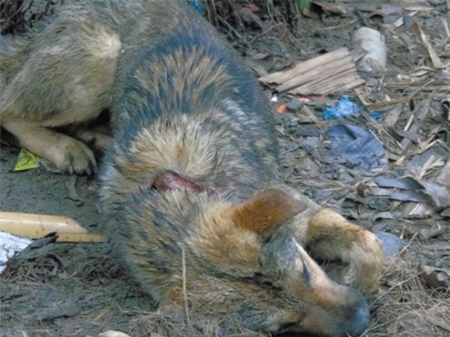 Thảm sát 4 người ở Lào Cai: Hung thủ chém dã man với cả một chú chó