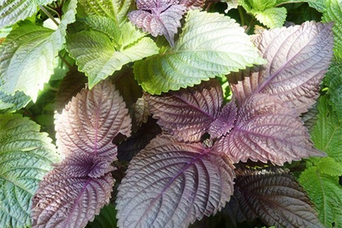 Da trắng như trứng gà bóc nếu bạn dùng lá tía tô