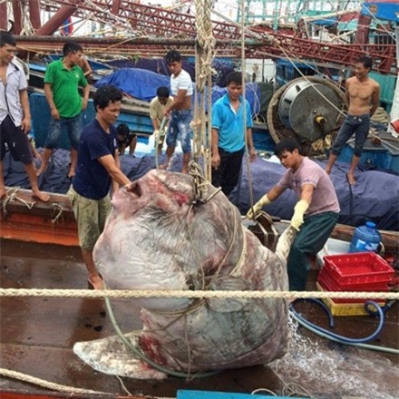 Ngư dân Nghệ An bắt được cá mặt trăng nặng gần 1 tấn
