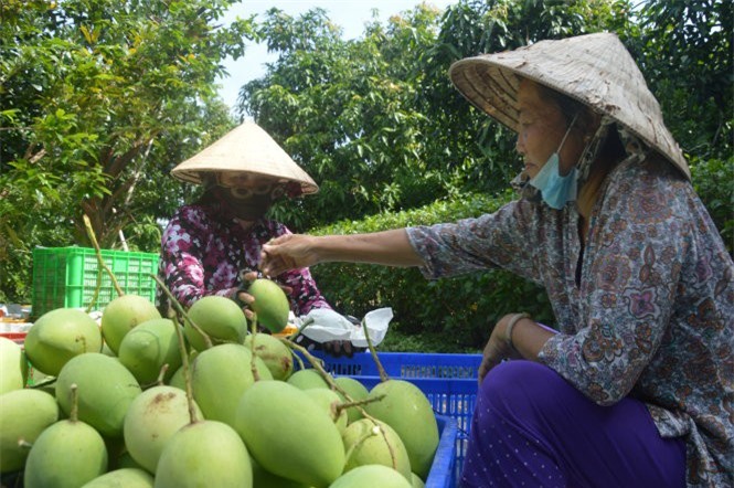 Xoài Việt và cơ hội sang Mỹ