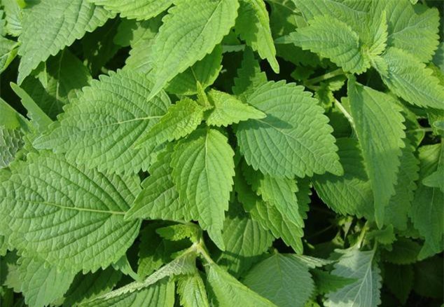 Lá tía tô: Bài thuốc tuyệt vời dành cho mọi người