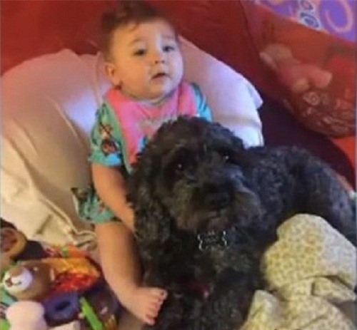 Chú chó liều mình cứu cô chủ nhỏ 8 tháng tuổi trong hỏa hoạn