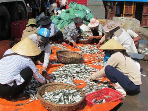Môi trường biển miền Trung: Chưa có kết luận "cá sạch"