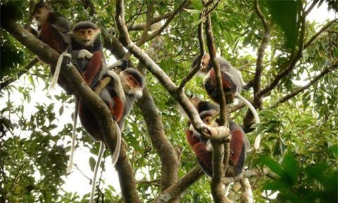 Đà Nẵng chọn "nữ hoàng linh trưởng" làm hình ảnh nhận diện 