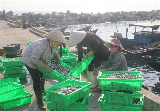 Môi trường biển miền Trung: Khi nào mới biết cá biển an toàn?