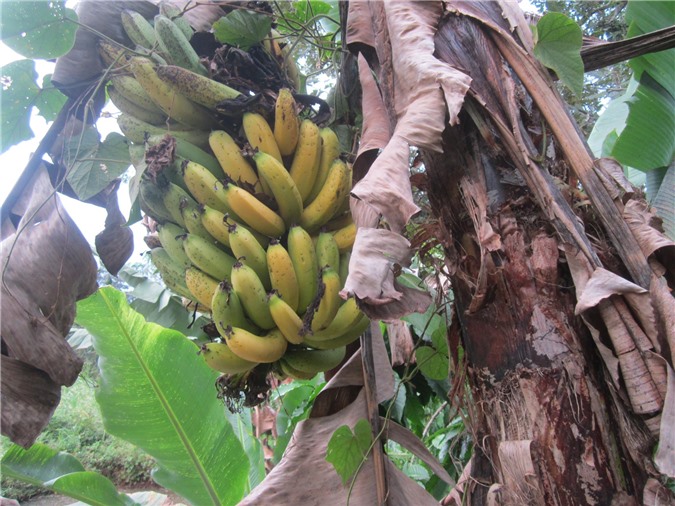 Người đàn ông Trung Quốc đi tù vì... trộm 1 quả chuối