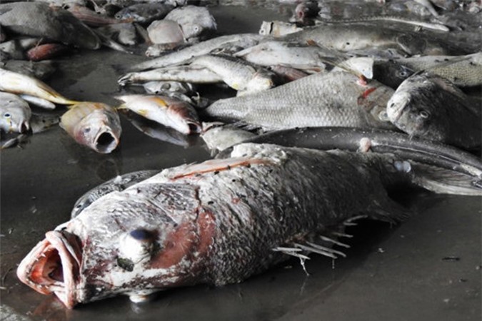 Doanh nghiệp xuất khẩu thủy sản muốn Formosa "đền" vụ cá chết