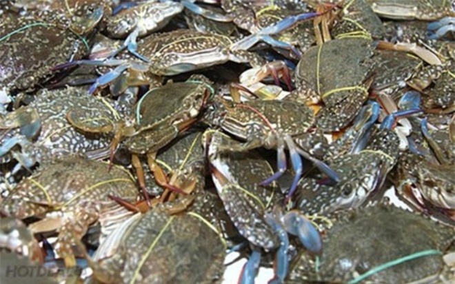 Phát hiện 9 mẫu cá, ghẹ tại Hà Tĩnh nhiễm phenol, cyanua