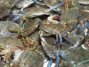 Phát hiện 9 mẫu cá, ghẹ tại Hà Tĩnh nhiễm phenol, cyanua