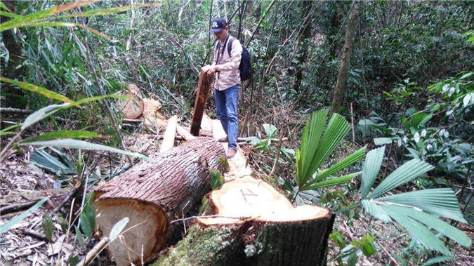 Họp báo phá rừng pơ mu ở Quảng Nam: Khởi tố 9 đối tượng