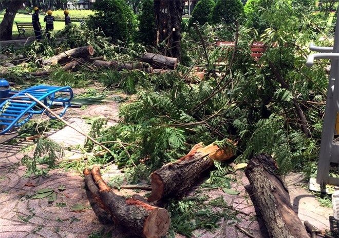 Nhánh cây cổ thụ rơi vào đầu cụ bà, nhiều người hốt hoảng