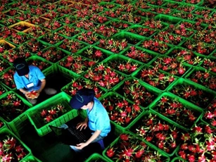 Thương lái Trung Quốc "núp bóng" doanh nghiệp thu mua thanh long