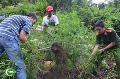 Bình Thuận: Phát hiện, tiêu hủy hơn 1.500 cây cần sa trồng trên núi