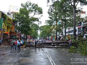 Sau mưa, cây cổ thụ bật gốc đè người giữa trung tâm Sài Gòn