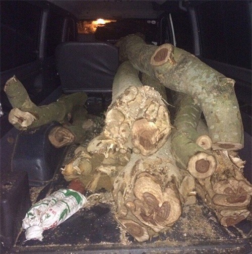 12 cây gỗ nghi là sưa đỏ quý hiếm giấu trên xe ô tô