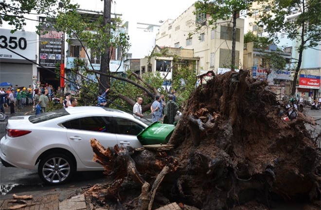 Cây cổ thụ bật gốc, đè một thanh niên chết thảm