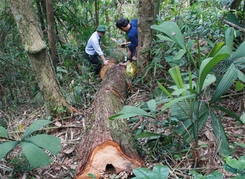 Điều tra, làm rõ kẻ bảo kê phá rừng pơ mu ở Quảng Nam