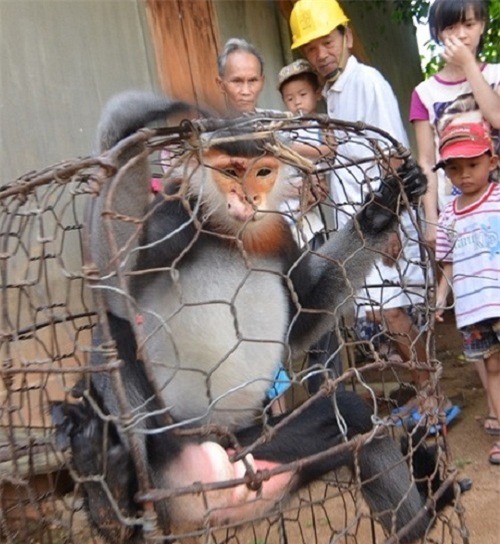 Khởi tố 3 người giết 9 con voọc chà vá chân đen quý hiếm