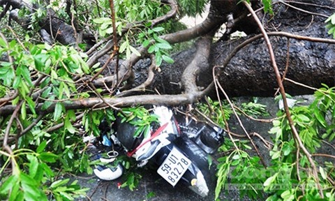 Cây cổ thụ lại ngã đè người đi đường trong mưa ở Sài Gòn