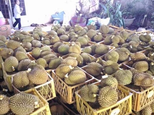 Kinh hoàng "hang ổ" sầu riêng nhúng hóa chất