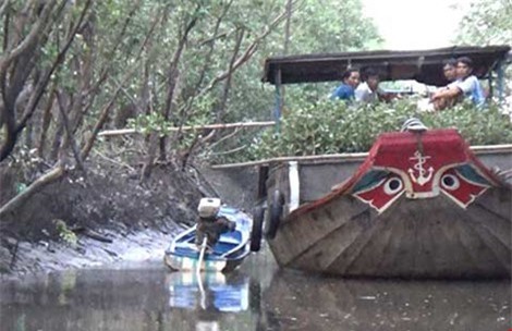 Nghi vấn ‘rút ruột’ cây mắm non ở Mũi Cà Mau