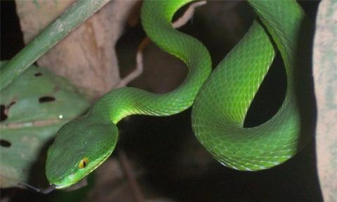 Ngồi nhậu trong vườn, người đàn ông bị rắn lục cắn vào lưỡi