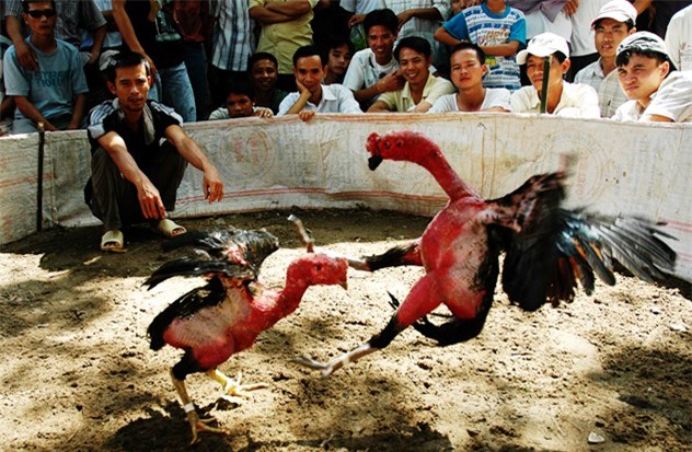 Bắt khẩn cấp kẻ đâm chết người vì mâu thuẫn độ đá gà