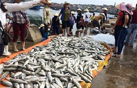 Thanh Hóa: Gần 50 tấn cá chết, thiệt hại 8 tỷ đồng