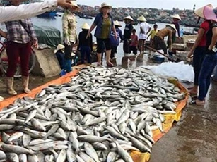 Thanh Hóa: Gần 50 tấn cá chết, thiệt hại 8 tỷ đồng